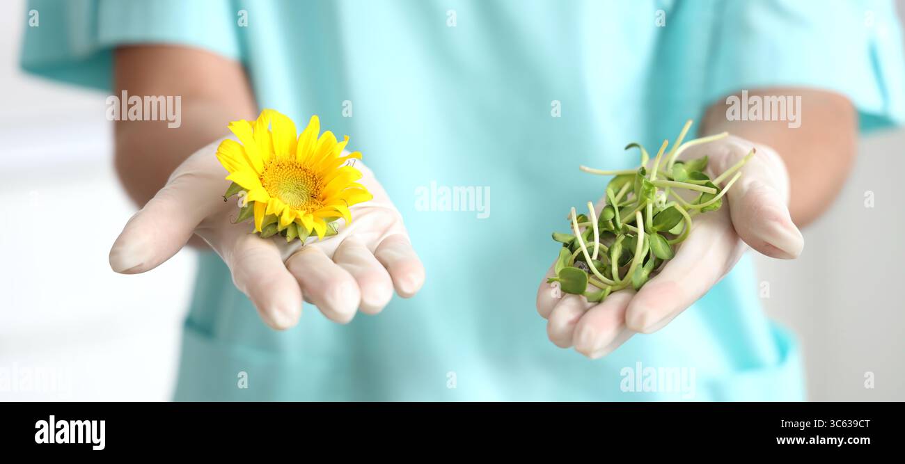 Wissenschaftlerin mit Sonnenblume und Sprossen im Labor, Nahaufnahme Stockfoto