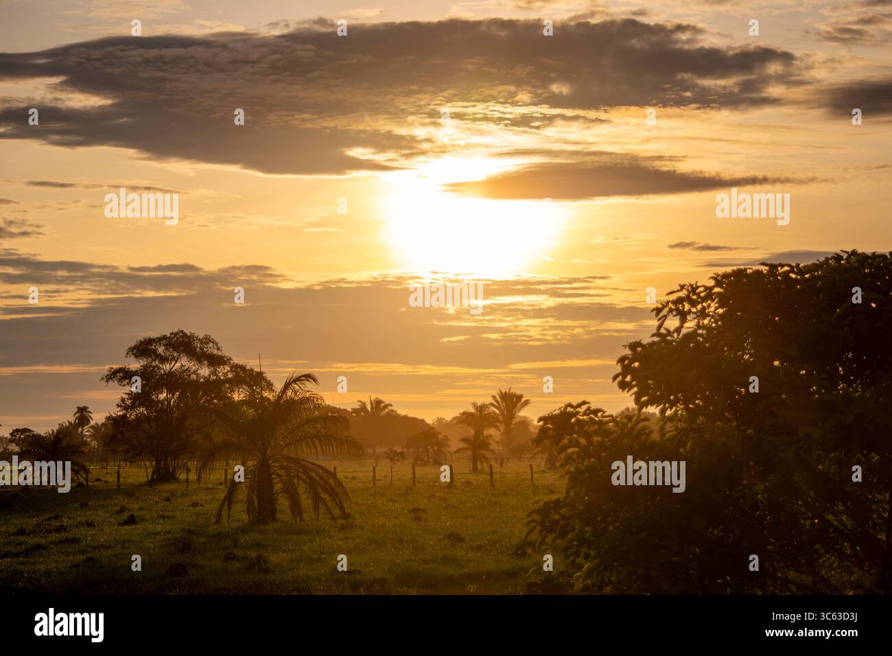 Ein atemberaubender Sonnenuntergang über der üppigen Landschaft von Casanare, Kolumbien, mit lebhaften Farben und ruhiger Natur. Stockfoto