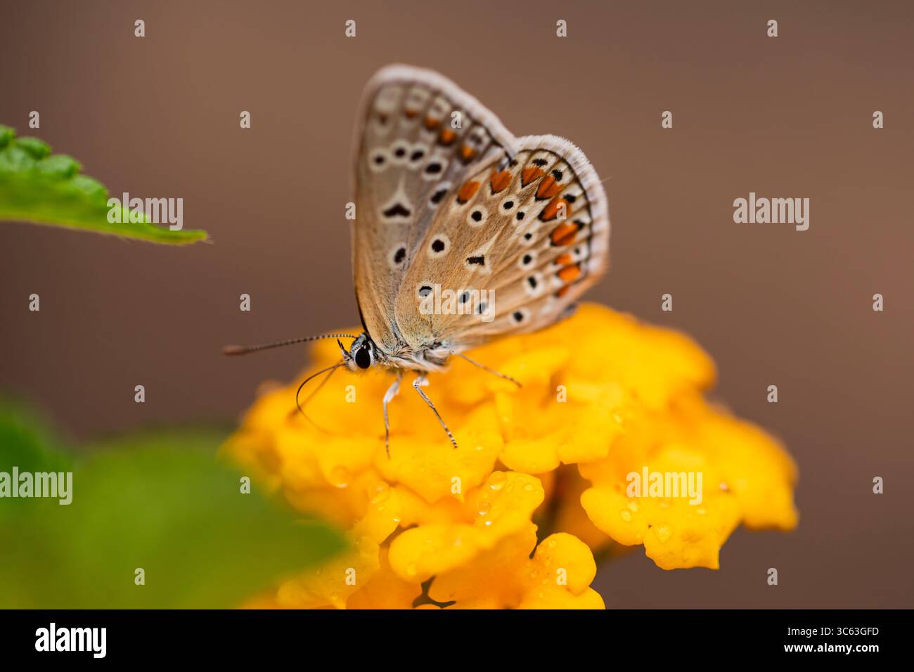 Makro eines blauen Schmetterlings auf einer gelben Blume mit detaillierten Flügelmarkierungen und weichem Hintergrund, erfasst in natürlichem Licht. Stockfoto