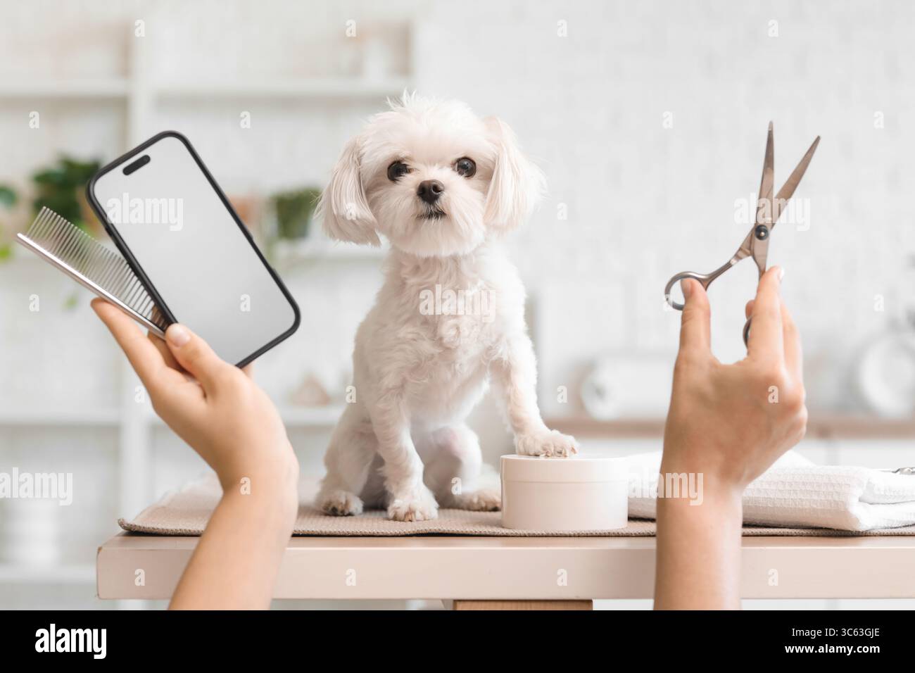 Weibliche Groomerin mit Schere, leerem Handy und süßem maltesischen Hund im Salon Stockfoto