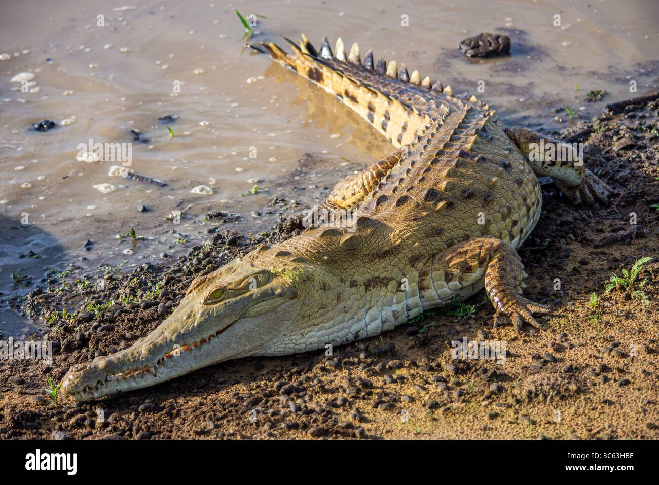 Ein großes Krokodil liegt am Ufer in Casanare, Kolumbien, und zeigt seine einzigartige strukturierte Haut und seinen natürlichen Lebensraum. Stockfoto