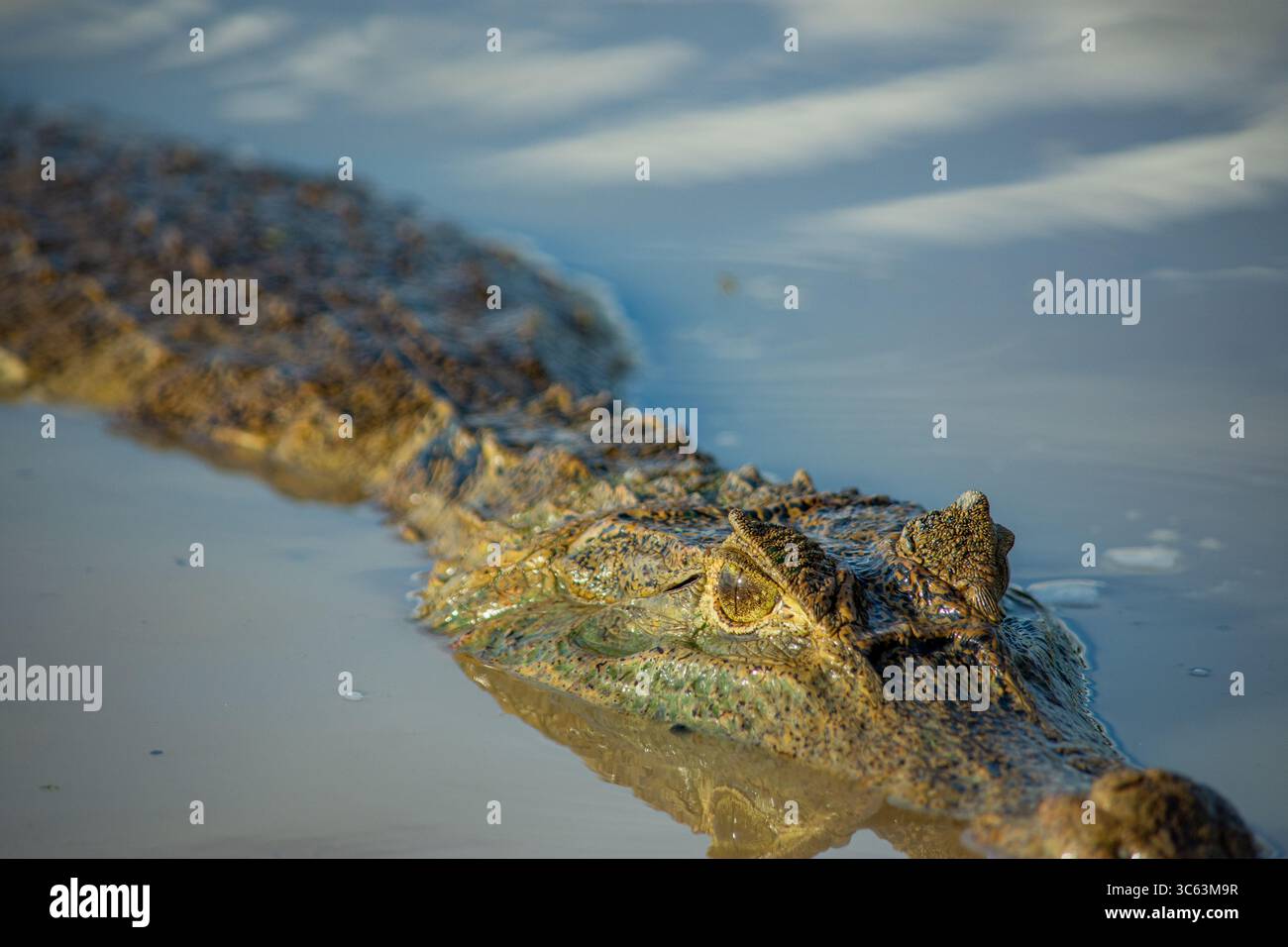 Ein majestätischer Kaiman, der durch das ruhige Wasser von Casanare, Kolumbien, gleitet und seine komplizierten Texturen und natürlichen Lebensräume zeigt. Stockfoto