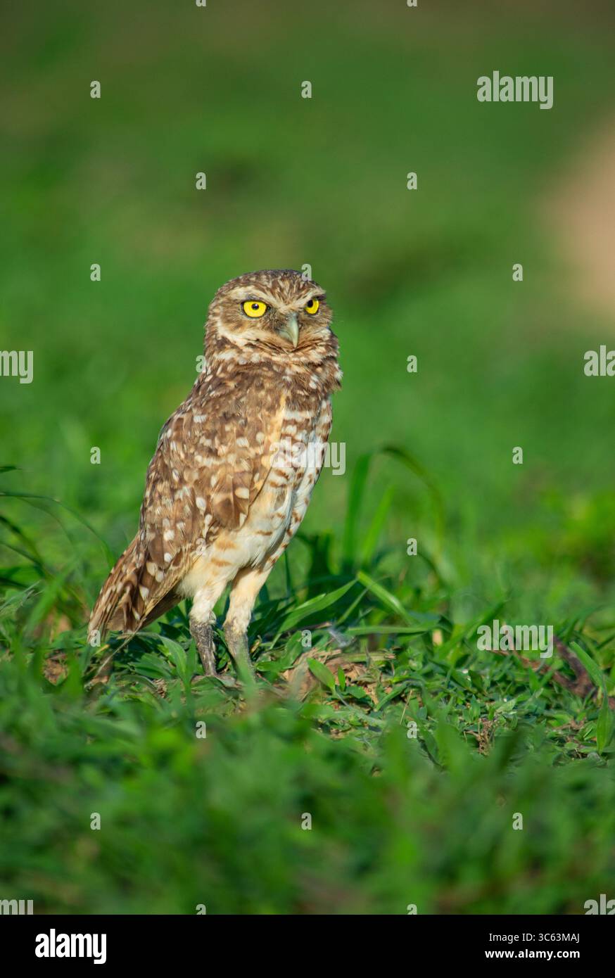 Eine Grau-Eule steht wachsam auf grünem Gras in Casanare, Kolumbien, und zeigt seine unverwechselbaren Merkmale und seine lebendige Umgebung. Stockfoto