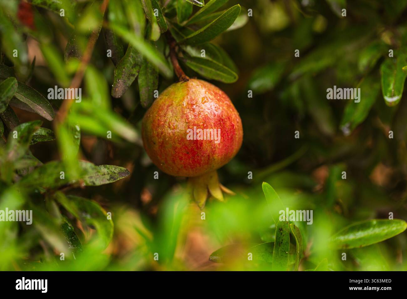 Reife rote Granatapfelfrucht mit Regentropfen auf einem Baumzweig, umgeben von grünen Blättern, Symbol für natürliche Landwirtschaft und tropische Gartenarbeit. Stockfoto