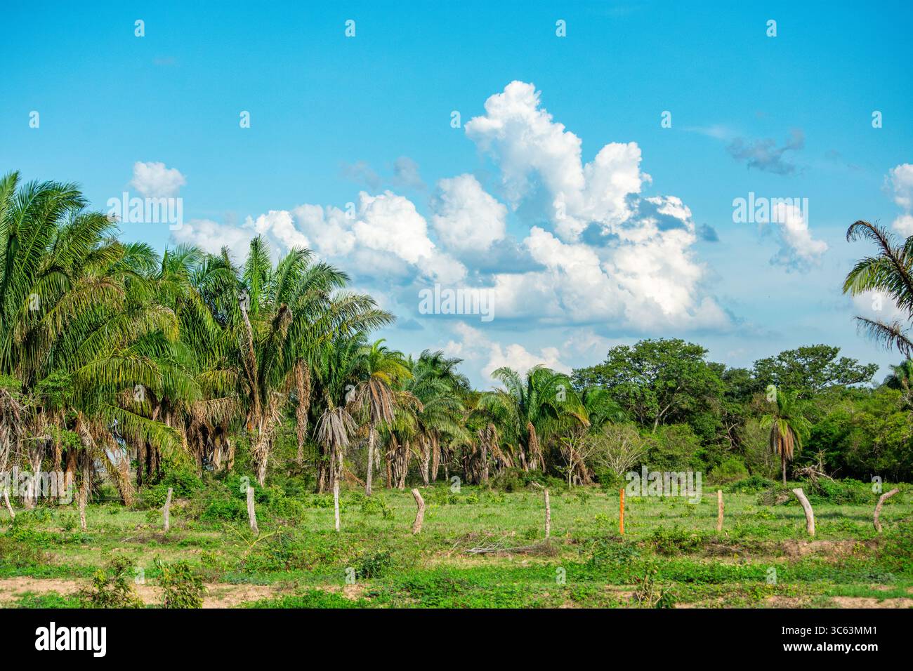 Eine üppig grüne Landschaft mit Palmen unter einem hellblauen Himmel, die die natürliche Schönheit von Casanare, Kolumbien, zeigt. Stockfoto