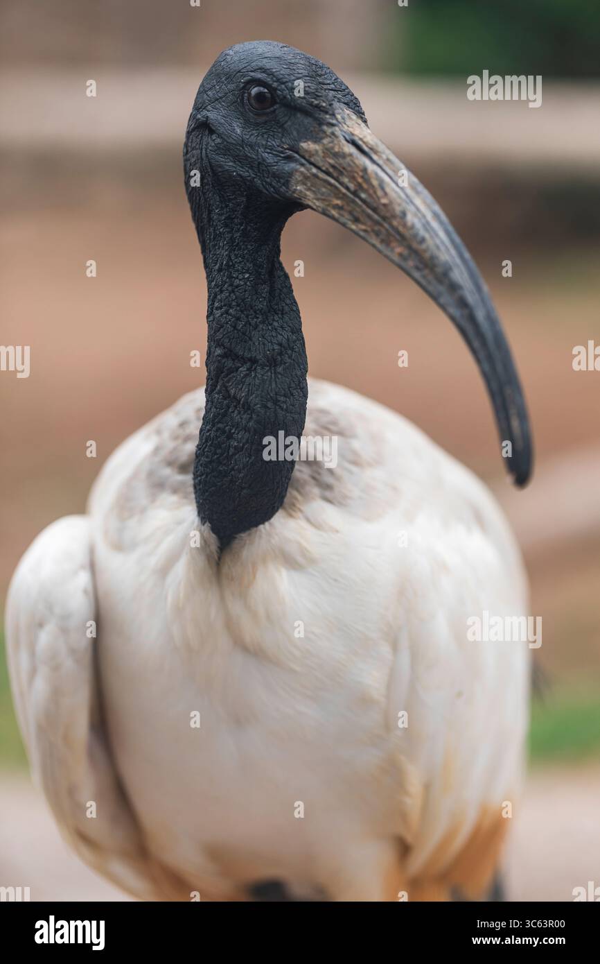 Nahaufnahme des heiligen afrikanischen Ibis-Vogels mit geschwungenem Schnabel und schwarzem Kopf, ideal für Wildtiere, Vogelbeobachtungen und Naturfotografie. Stockfoto Nahaufnahme des heiligen afrikanischen Ibis-Vogels mit geschwungenem Schnabel und schwarzem Kopf, ideal für Wildtiere, Vogelbeobachtungen und Naturfotografie. Stockfoto