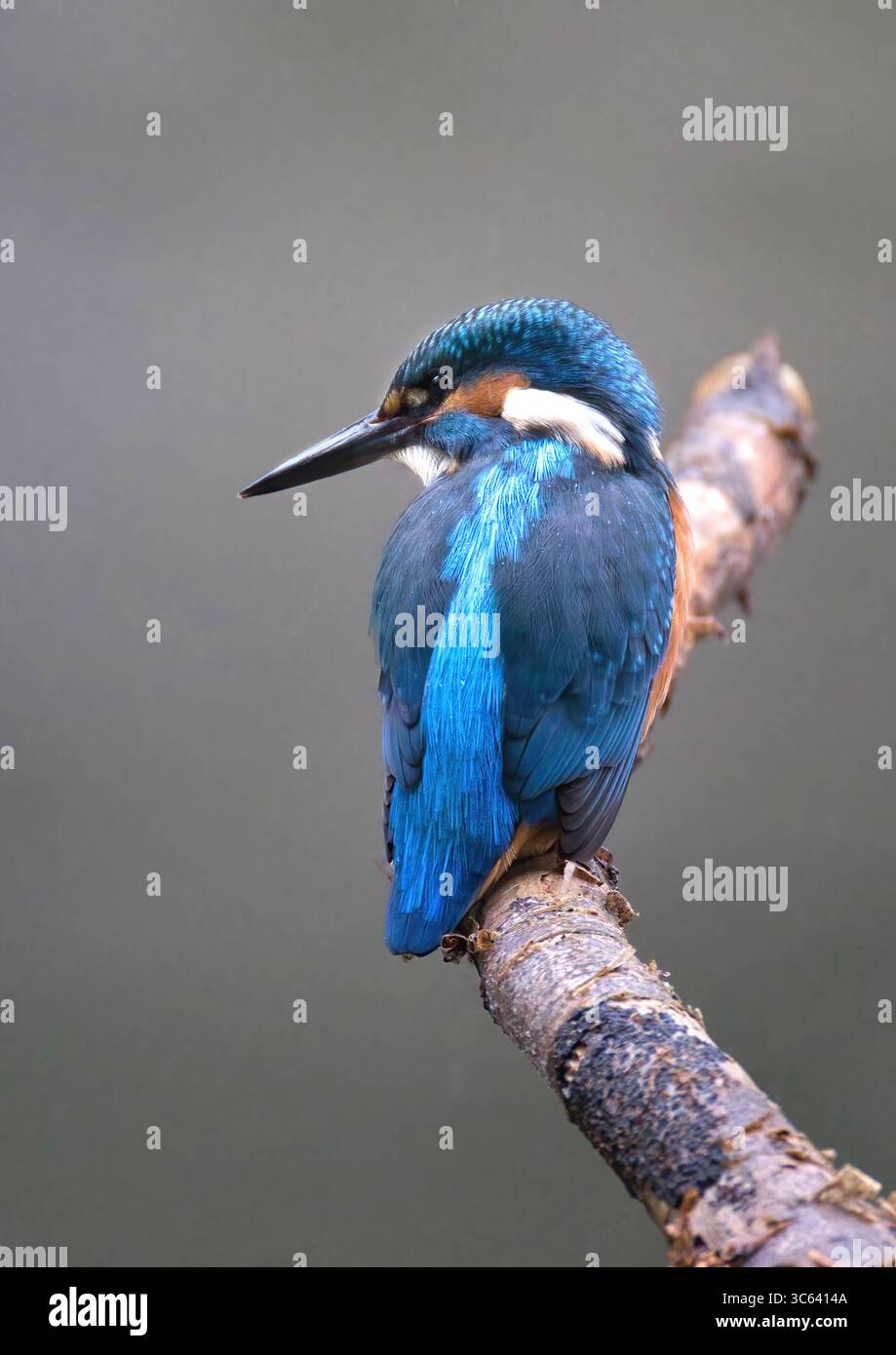 Nahaufnahme eines männlichen eisvogels, Alcedo atmet das, als er auf einem Ast sitzt und nach unten blickt. Der Hintergrund und das Format sind ideal für ein Magazinumschlag Stockfoto