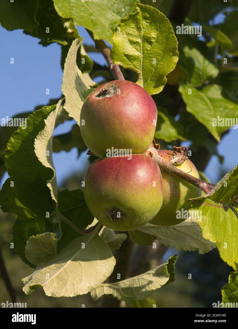 Nahaufnahme von zwei Äpfeln auf einem Baum. Berühren sich die Reifen roten und grünen Äpfel, umgeben von Blättern des Baums Format ist Magazin Cover Größe Stockfoto