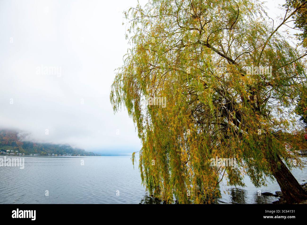 Trauerweide am Traunsee im Salzkammergut - Österreich Stockfoto