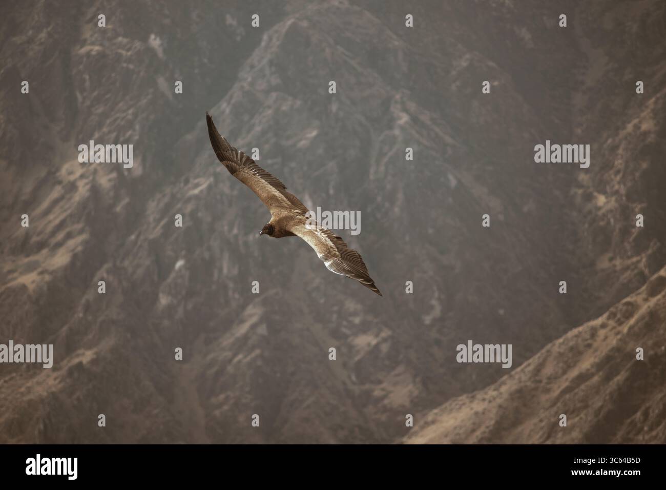 condor fliegt über die Schlucht des Colca-Flusses in Peru Stockfoto condor fliegt über die Schlucht des Colca-Flusses in Peru Stockfoto
