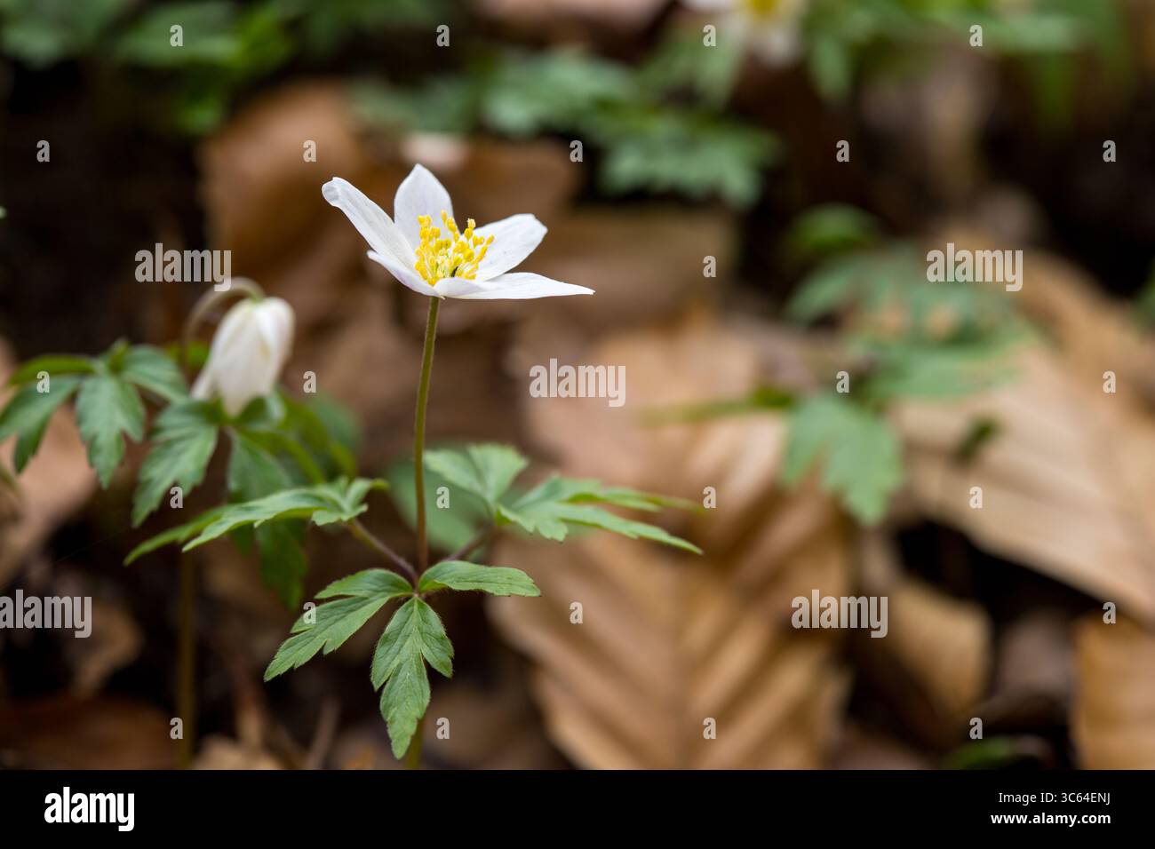Zarte weiße Anemone (Anemone nemorosa) Wildblume mit einem leuchtend gelben Zentrum, Frühling im Wald, Vindum skov in Dänemark Stockfoto