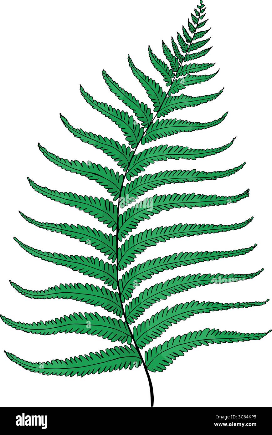 gummibaum seramis Gummibaum Ficus elastica Robusta Zimmerpflanze – Blumen-Senf®