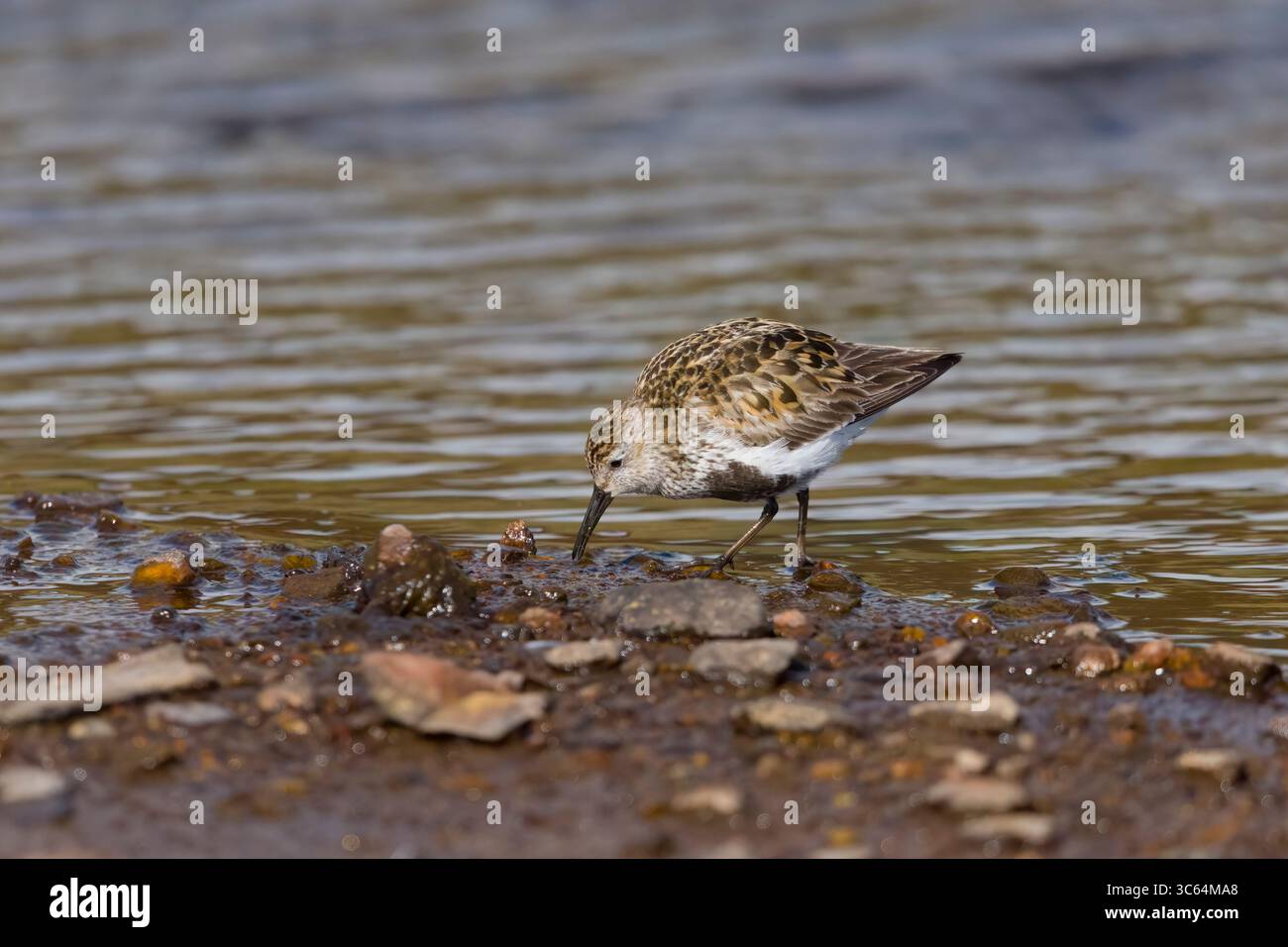 Dunlin im Zuchtgefieder in einem Schwimmbad auf den Shetlands Schottland Stockfoto