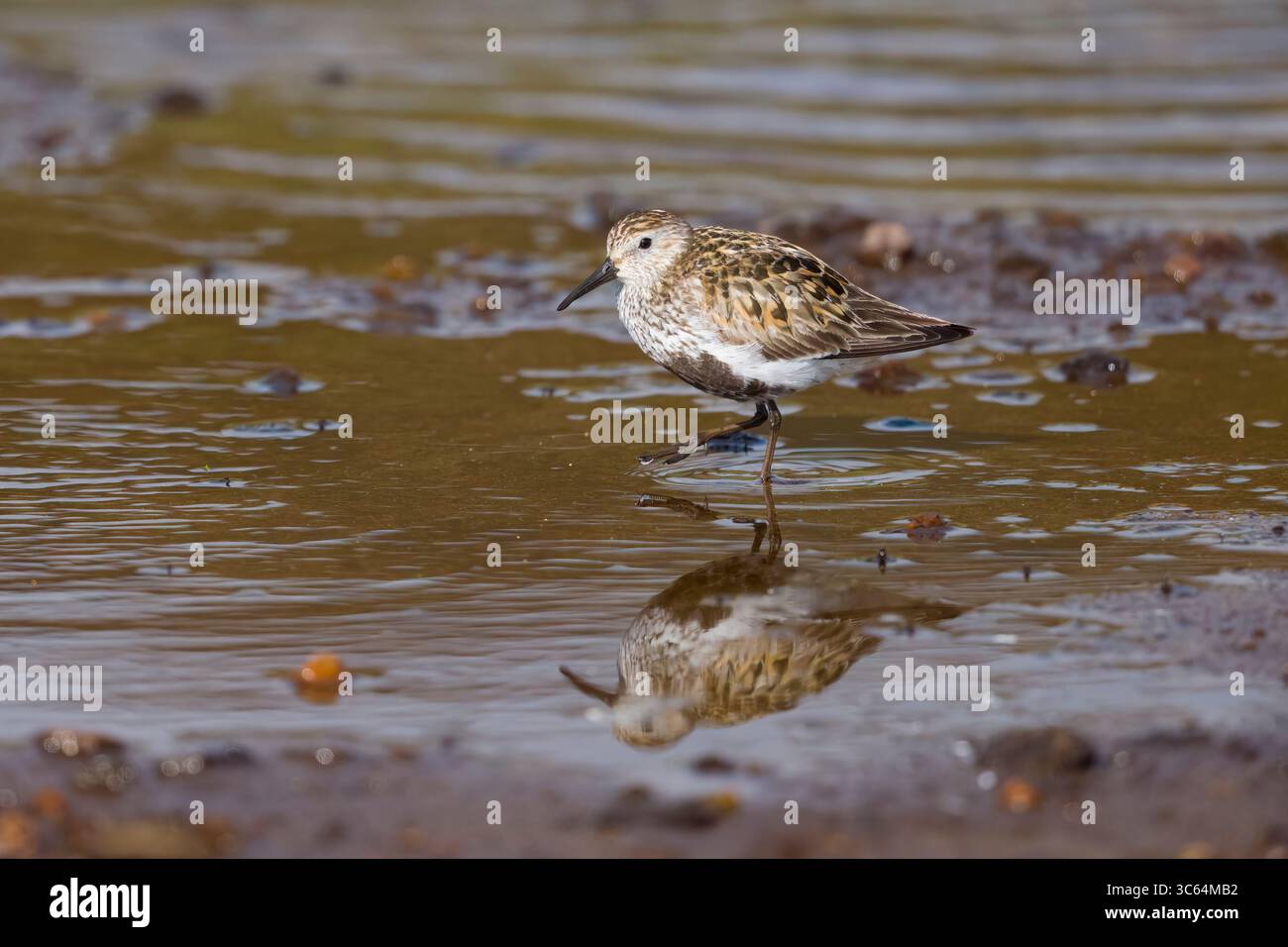Dunlin im Zuchtgefieder in einem Schwimmbad auf den Shetlands Schottland Stockfoto