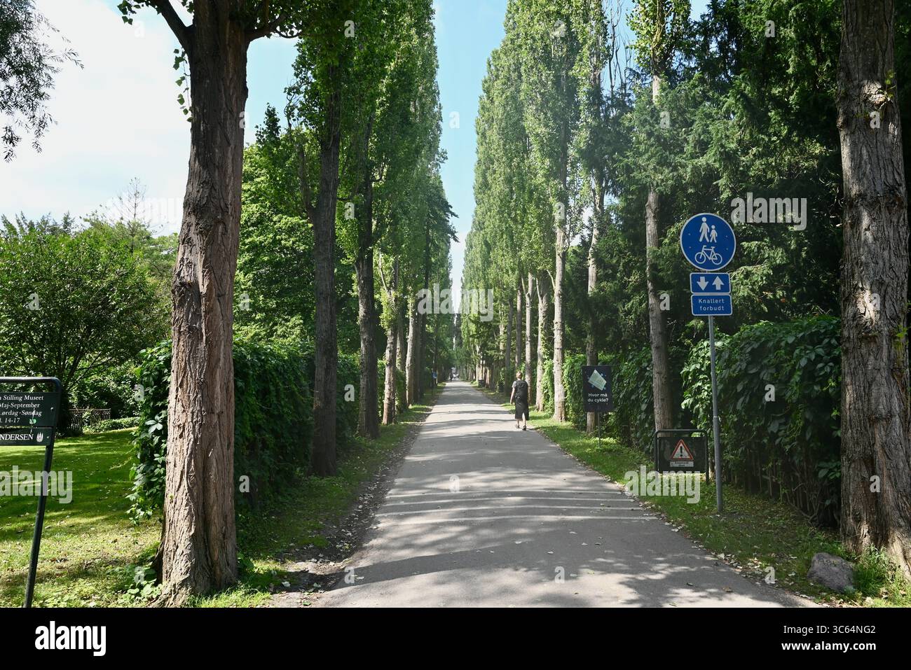 Assistens Friedhof - von Bäumen gesäumter Pfad durch den Friedhof Stockfoto