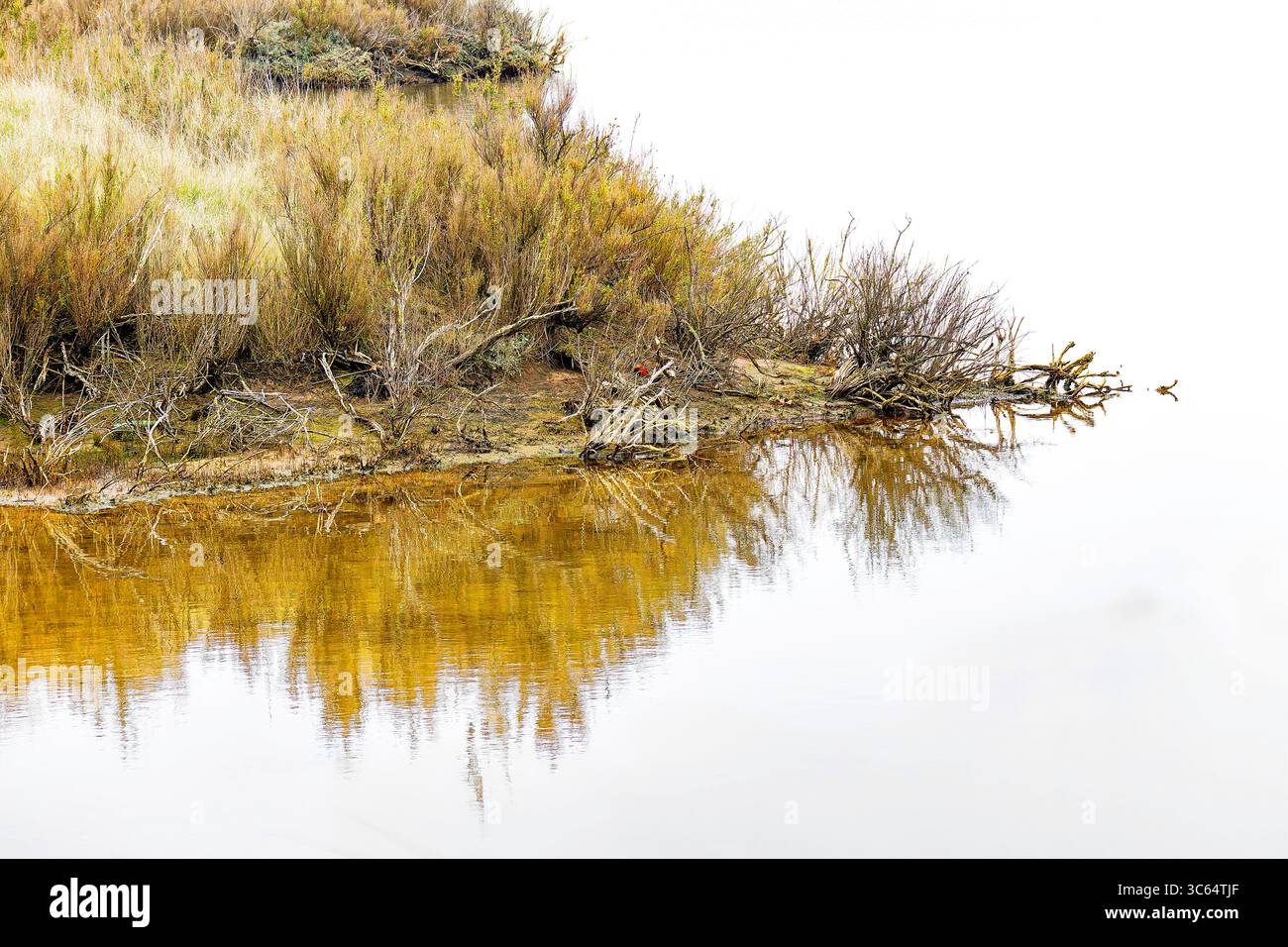 Eine reflektierende Szene, in der der Rand eines Salzmarsches auf stilles, ruhiges Wasser trifft. Stockfoto