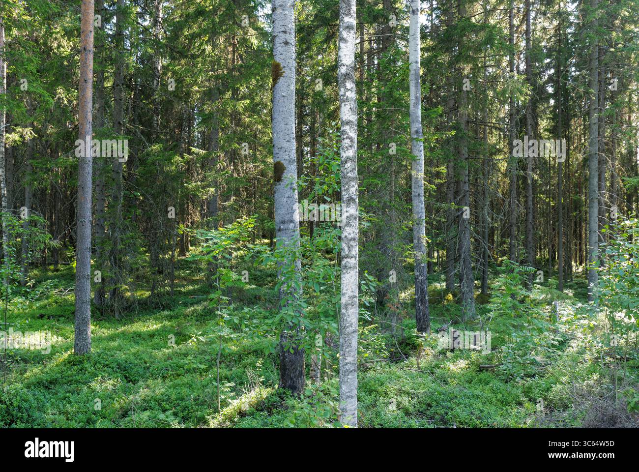 Überwiegend Nadelfichten (picea abies) Taiga Forest, Finnland Stockfoto
