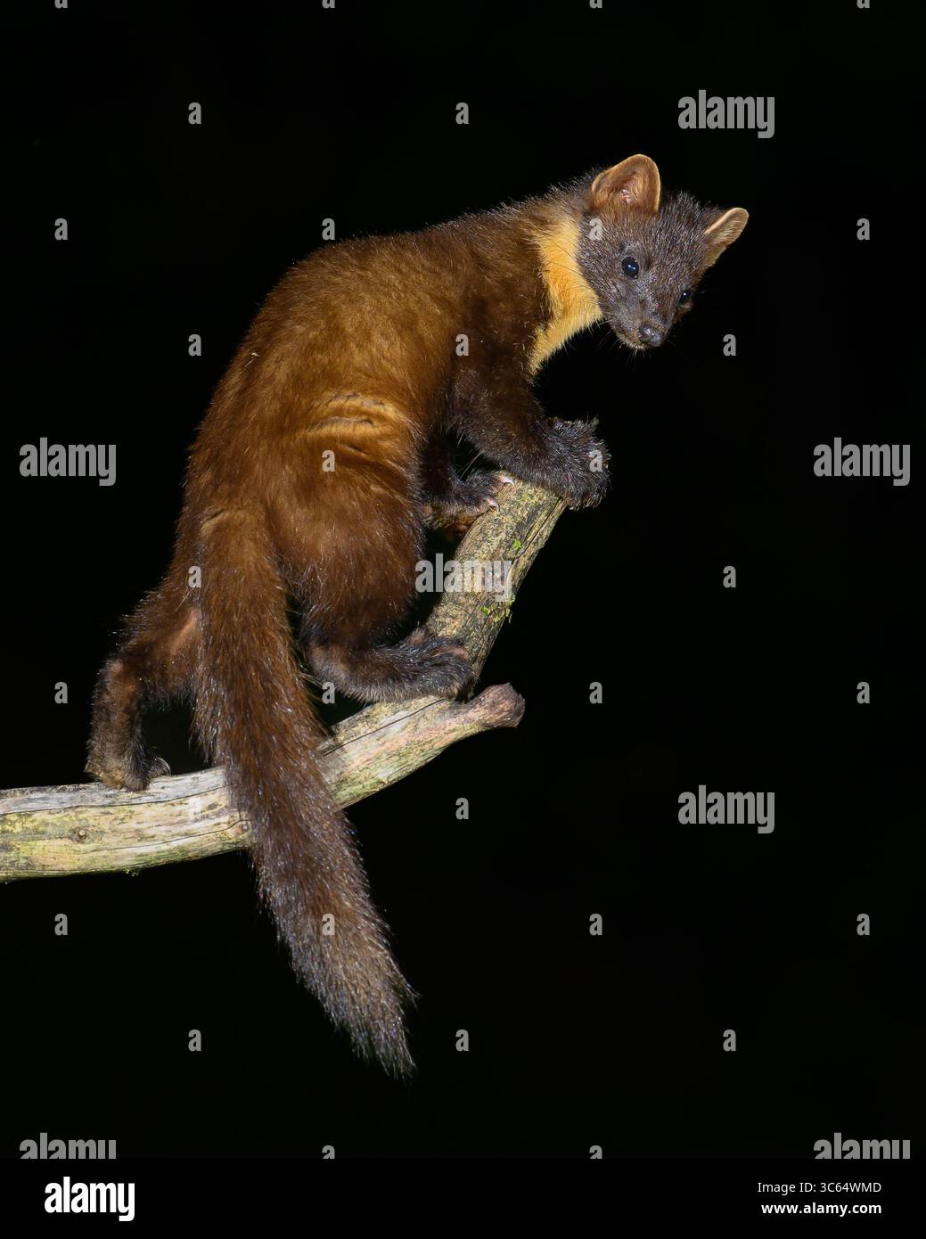 Welsh Pine Marten Stockfoto Welsh Pine Marten Stockfoto