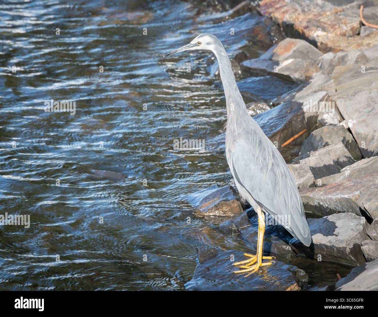Weißer Reiher, Goolwa Barrage, Südaustralien, Australien Stockfoto