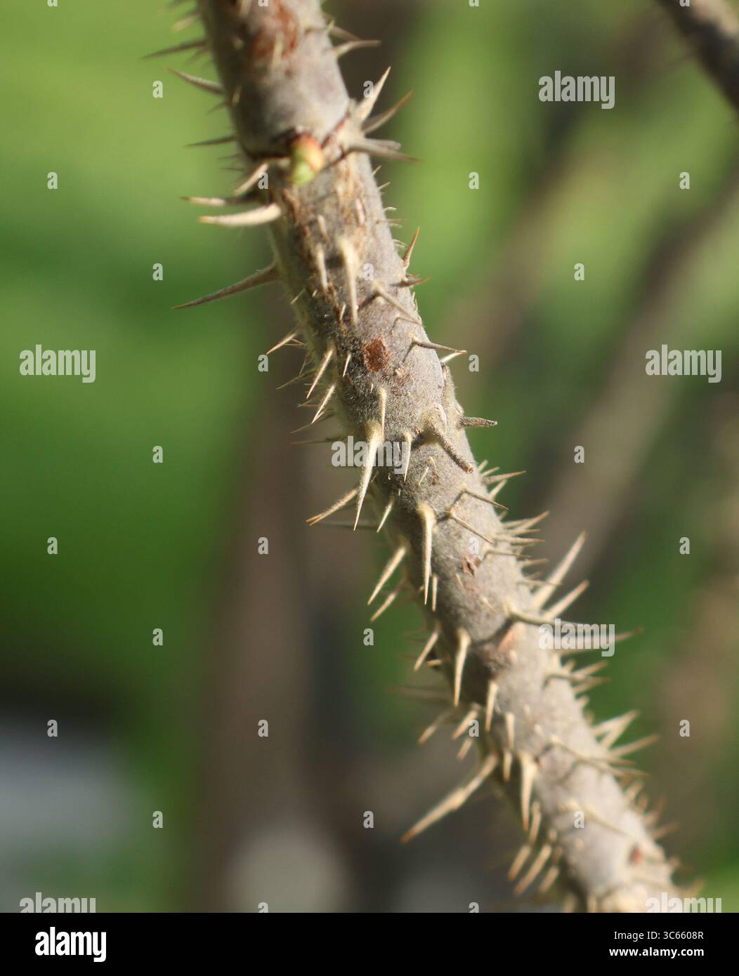 Scharfe Dornen im Rosenstamm, Makronaht Stockfoto