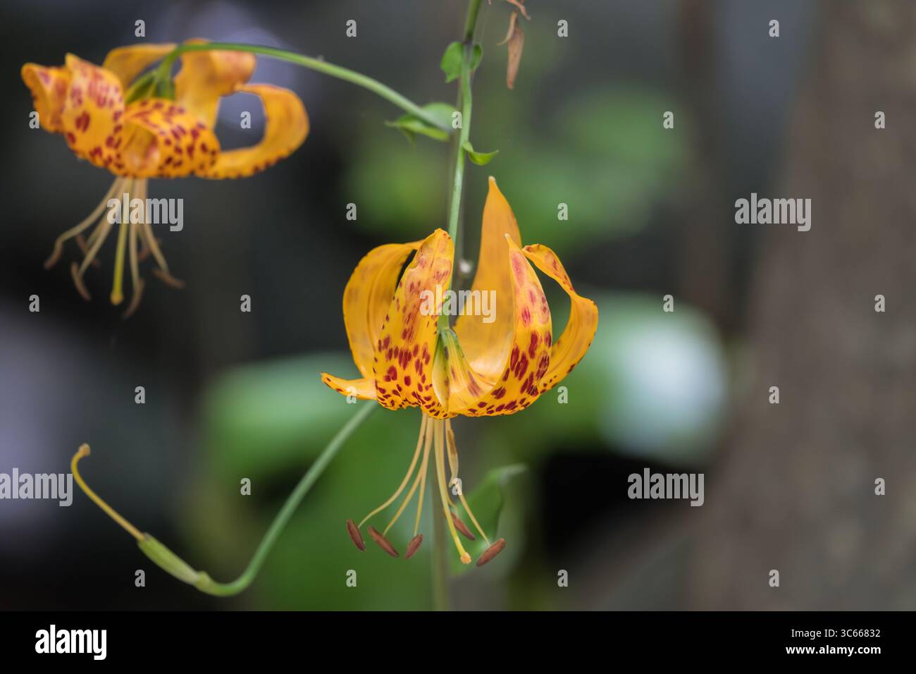 Blick auf die wilden Humboldt-Lilien in der Nähe von Santa Barbara, Kalifornien. Stockfoto