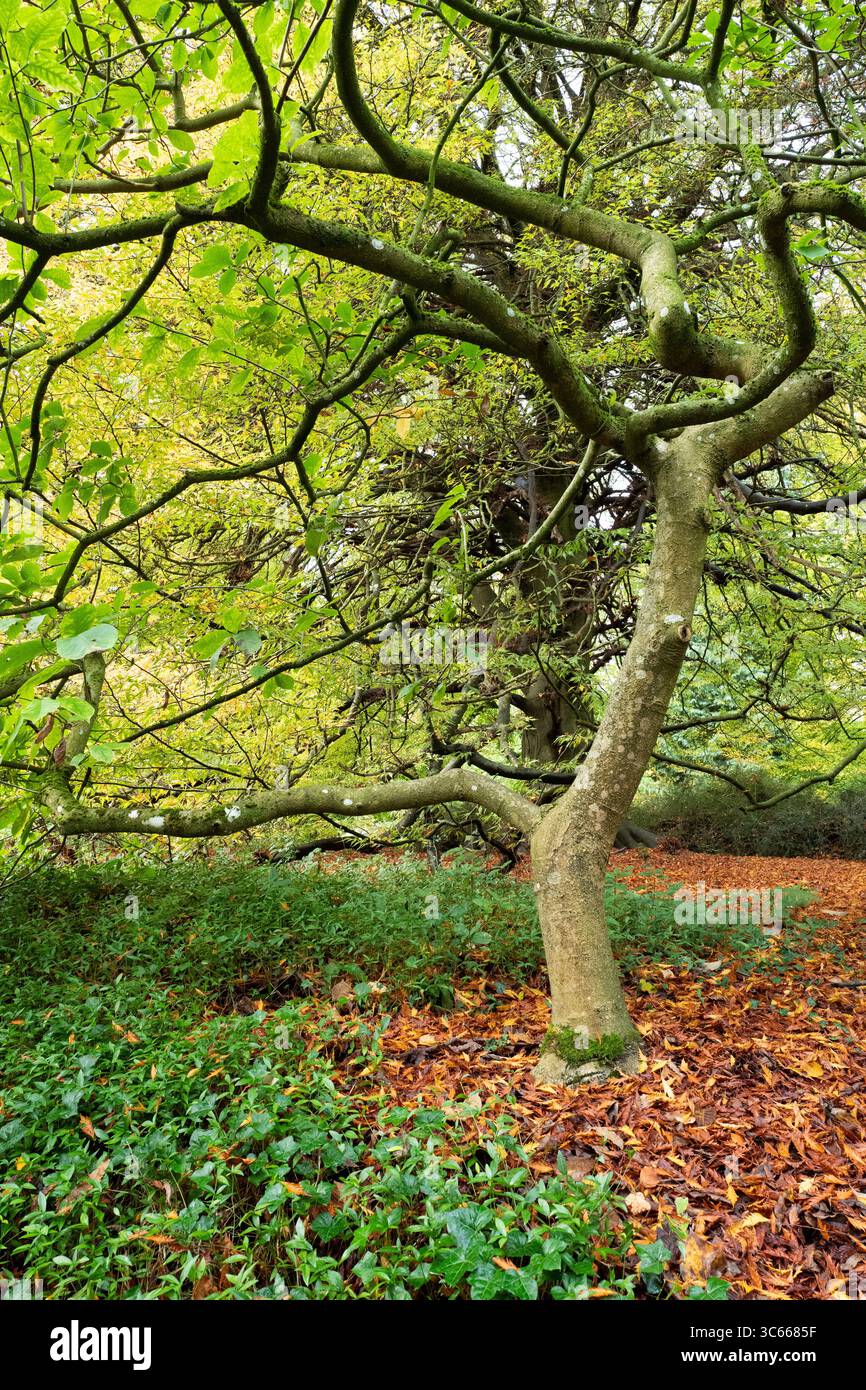 Batsford Arboretum Cotswold Herbst Cotswolds blüht Bäume Blätter rot England Stockfoto