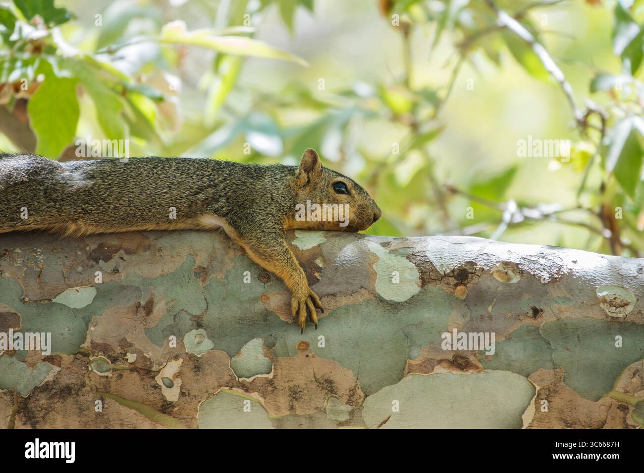 Entspanntes Eichhörnchen auf einem Platanen-Zweig im Sepulveda Basin Recreation Area in Los Angeles Kalifornien. Stockfoto