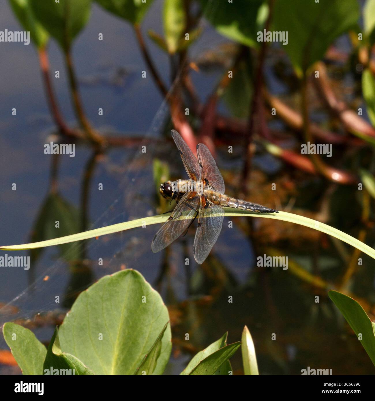 Vier gepunktete Jäger-Libelle. Libellula quadrimaculata. Chaser- und Skimmer-Vielfalt. Stockfoto