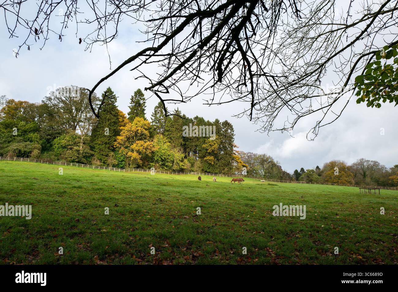 Batsford Arboretum Cotswold Herbst Cotswolds blüht Bäume Blätter rot England Stockfoto