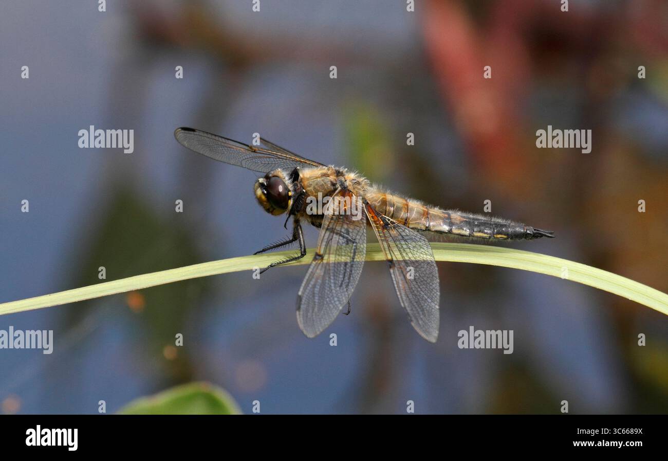 Vier gepunktete Jäger-Libelle. Libellula quadrimaculata. Chaser- und Skimmer-Vielfalt. Stockfoto Vier gepunktete Jäger-Libelle. Libellula quadrimaculata. Chaser- und Skimmer-Vielfalt. Stockfoto