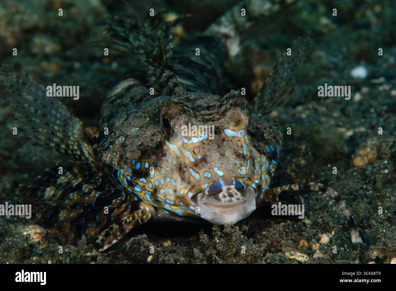 Blick auf einen Korallenfisch Fingered Dragonet mit schillernden blauen Flecken und flügelartigen Flossen ruht auf dem dunklen Meeresboden, ein einzigartiger Einblick in das Unterwasserleben in Pemuteran, Bali, Indonesien. Stockfoto