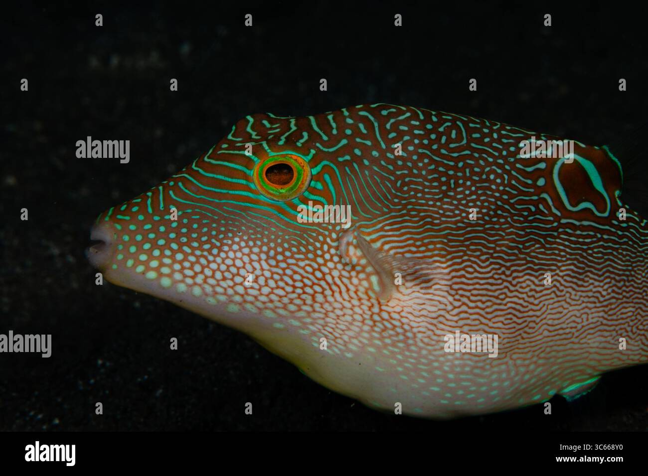Der Blick auf einen Pufferfisch zeigt komplizierte Muster von Braun und Türkis auf dem dunklen Meeresboden, ein Zeugnis der Kunstfertigkeit der Natur, Pemuteran, Bali, Indonesien. Stockfoto