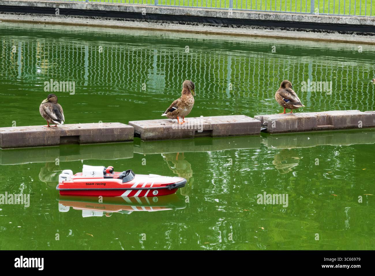 Spielzeug, Schnellboot mit Fernbedienung auf dem Bootsteich, mit Mallard-Enten auf Schwimmern. Wyndham Park, Grantham, Lincolnshire, England Stockfoto