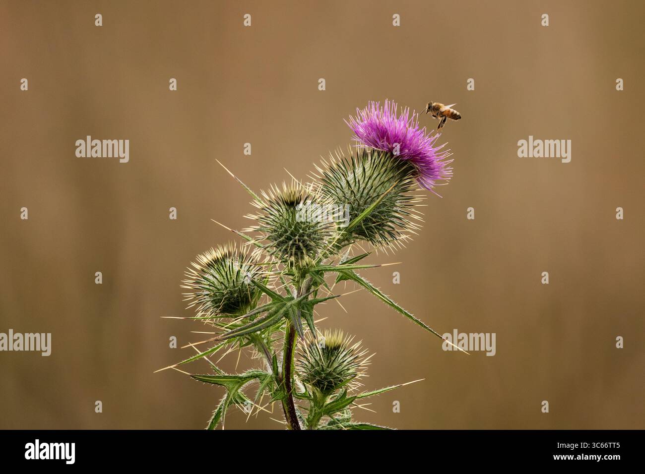 Der Blick auf eine Biene nähert sich anmutig einer leuchtenden lila Distelblume, deren stachelige grüne Blätter sich vom weichen, verschwommenen Hintergrund abheben, Mandurah, Western Australia, Australien. Stockfoto