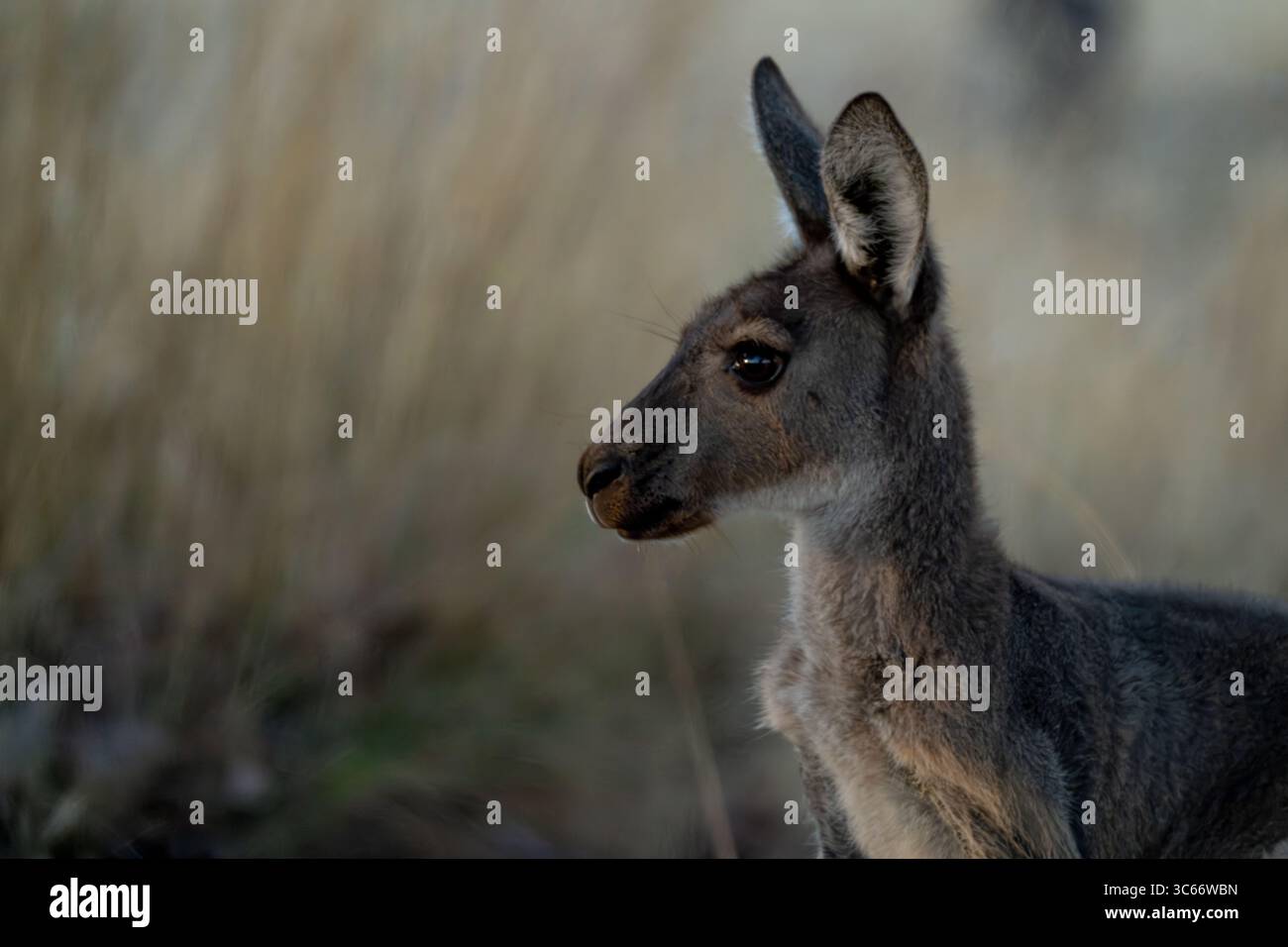 Blick auf ein junges Känguru, das in die Ferne blickt, sein weiches Fell steht im Kontrast zum trockenen australischen Busch, eine Momentaufnahme der Wildtiere in seinem natürlichen Lebensraum Pinjarra, Western Australia, Australien. Stockfoto