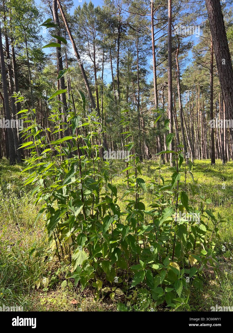 Eine lebendige Brennnesselpflanze in einer sonnendurchfluteten Waldlichtung in der Nähe von Preila, Litauen, mit einem Kiefernwald im Hintergrund. - Smartphone-aufgenommenes Stockfoto