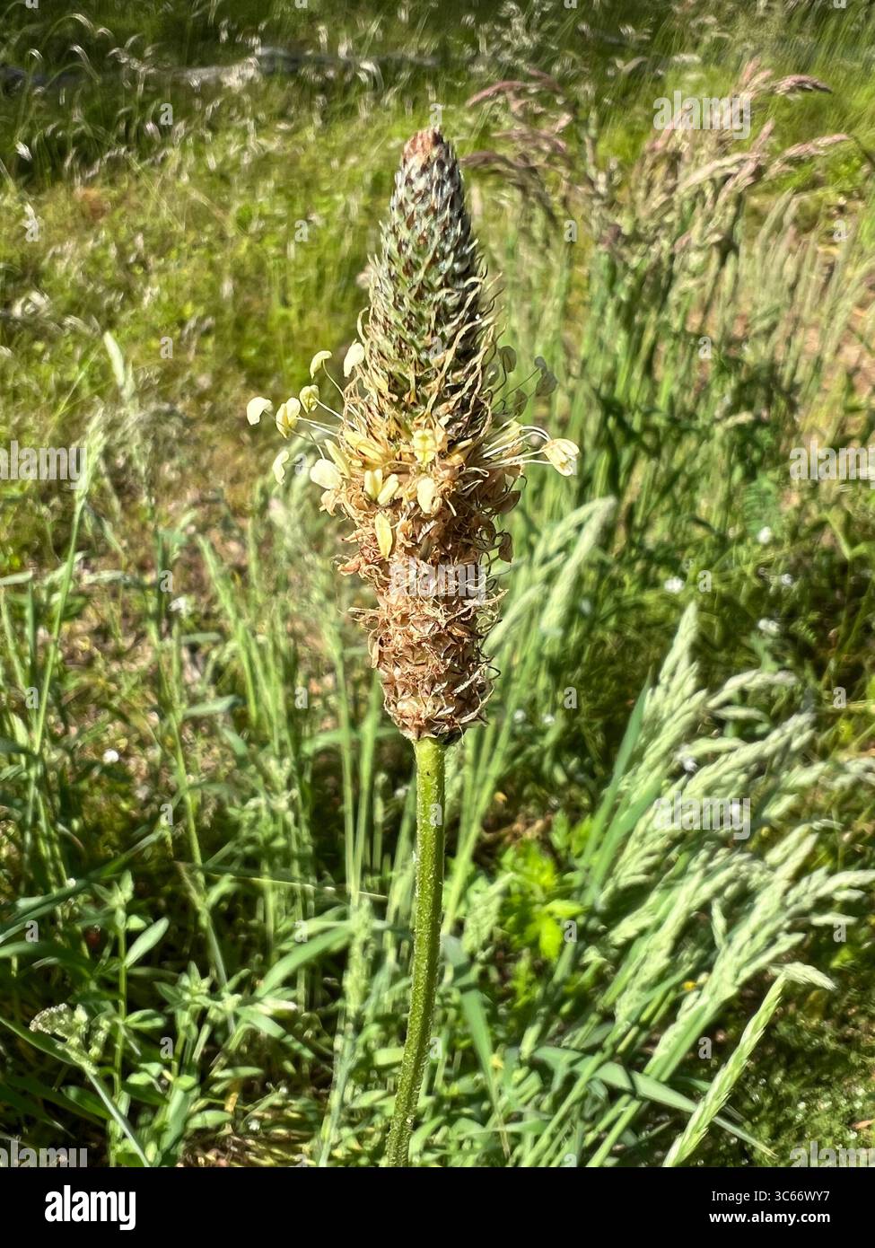 Nahaufnahme einer Silberbananenblume (Plantago argentea) auf einer grasbewachsenen Waldlichtung in der Kurischen Nehrung, Litauen - Smartphone-aufgenommenes Stockfoto