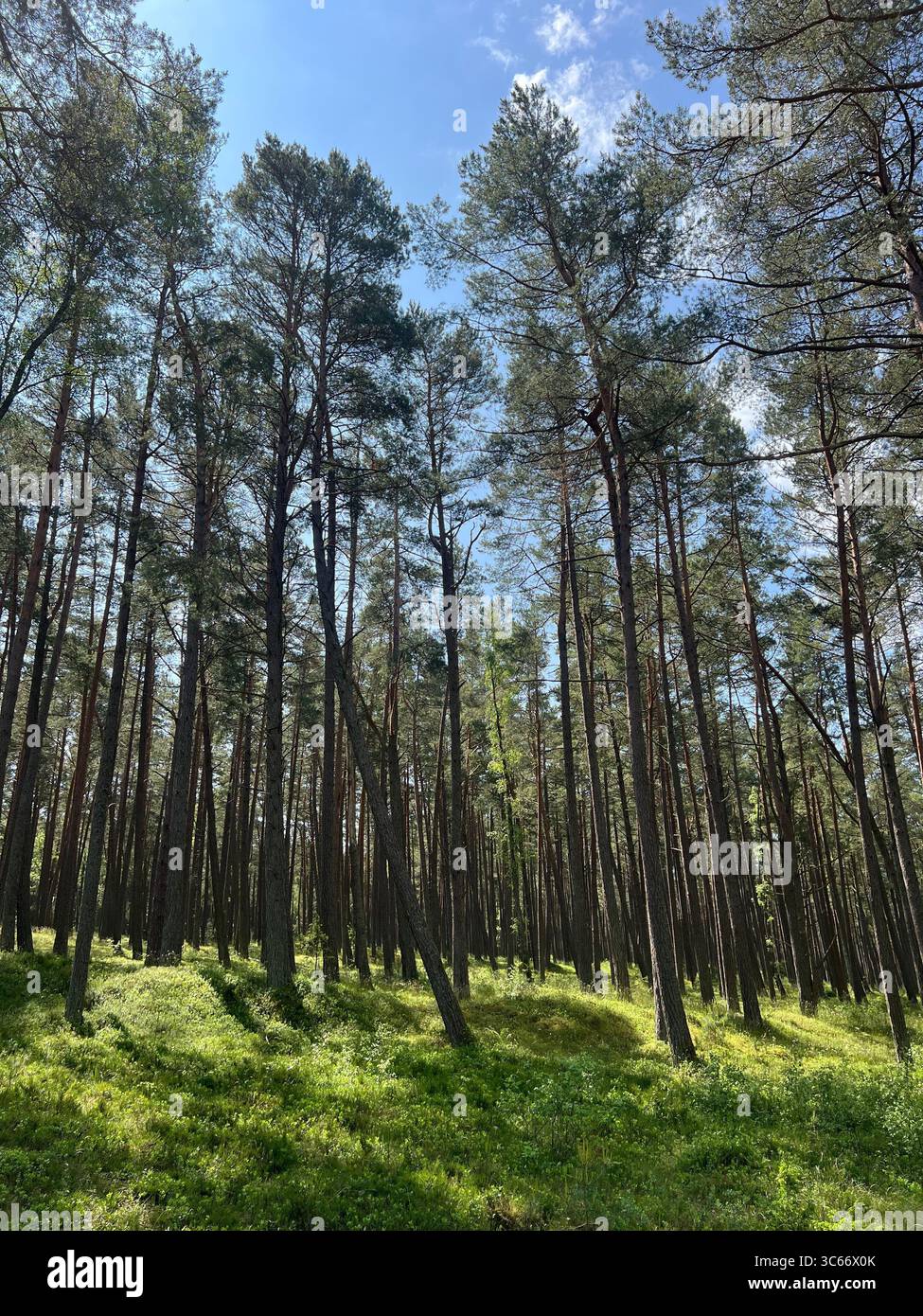 Dichte Kiefern stehen wie ein Naturzaun auf einem Weg zum Ostseestrand in Preila, Litauen, mit Sonnenlicht, das den grasbewachsenen Boden beleuchtet - Smartphone-aufgenommenes Stockfoto
