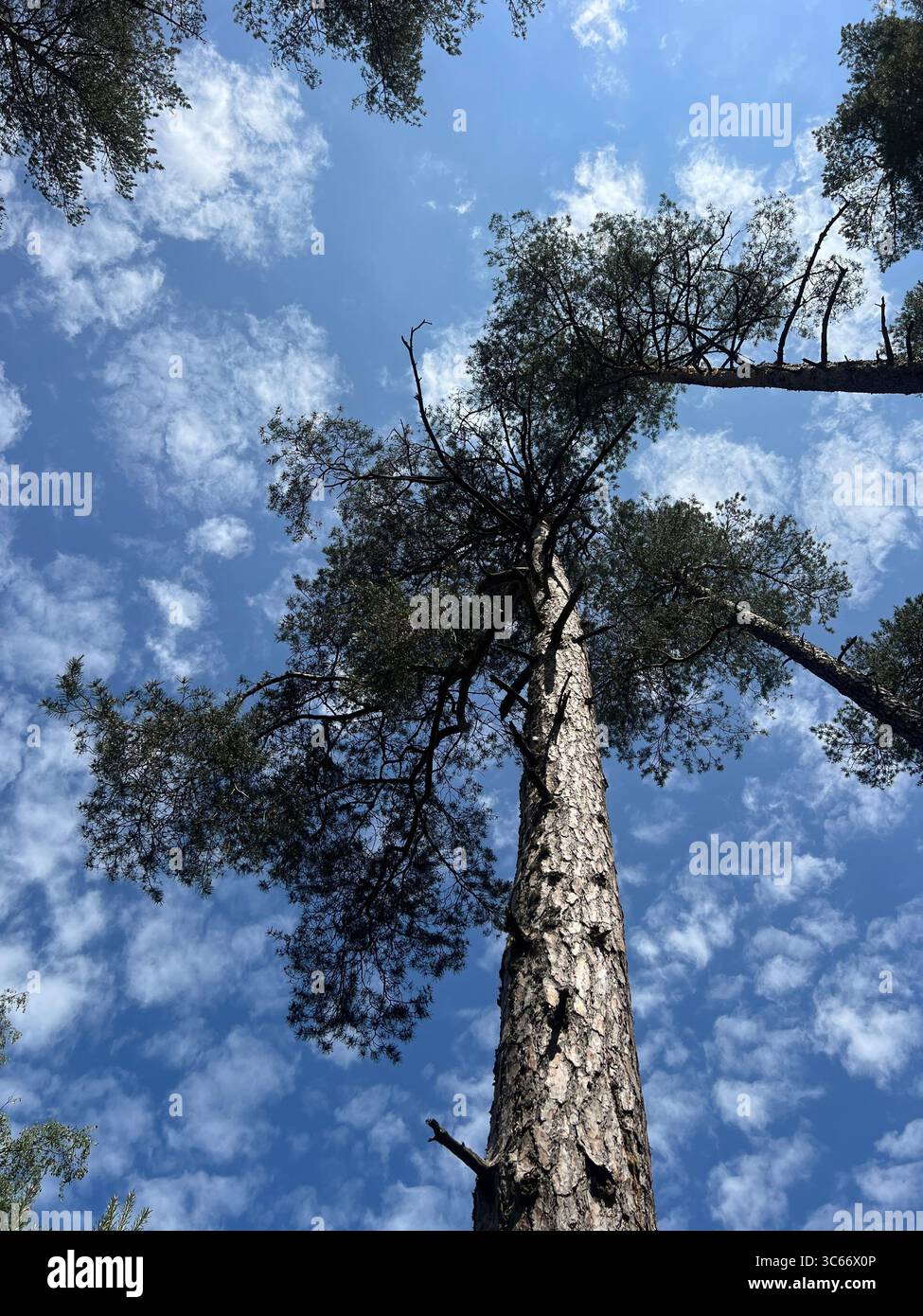 Flacher Blick auf hoch aufragende Kiefern auf einem Weg zum Ostseestrand in Preila, Litauen, mit blauem Himmel und wolkigen Wolken. Majestätische Natur - Smartphone-aufgenommenes Stockfoto