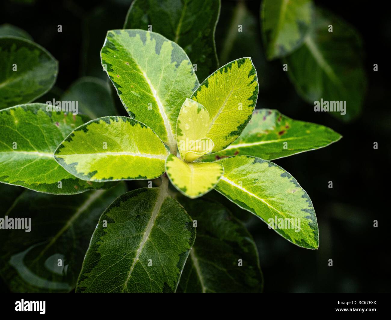 Eine Nahaufnahme des blassgrünen neuen Wachstums auf Pittosporum „Abbotsbury Gold“ Stockfoto