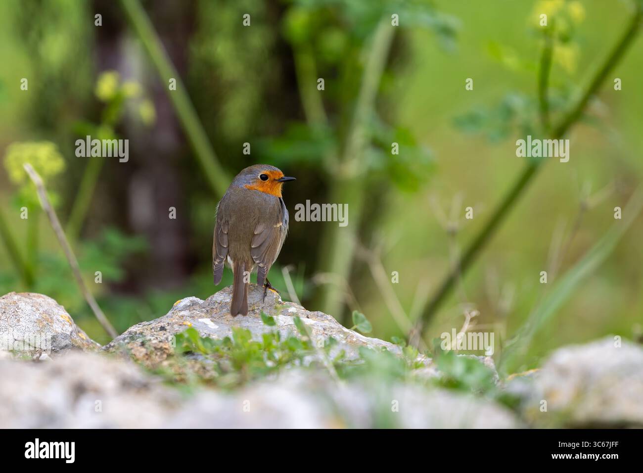 Europäische robin (Erithacus rubecula), auch rotkehlchen, Mallorca, Balearen, Spanien, Europa Stockfoto