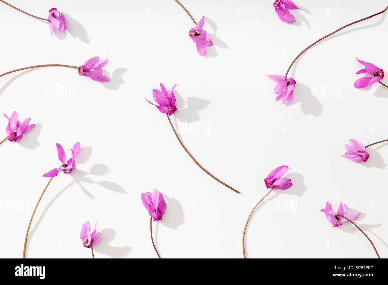 Muster aus schöner frischer rosafarbener Blume (Cyclamen hederifolium). Flache Lage, Draufsicht. Stockfoto