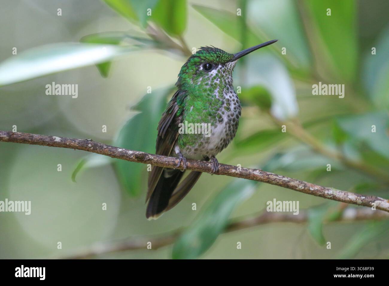 Grün gekröntes brillantes Weibchen - Heliodoxa jacula Stockfoto