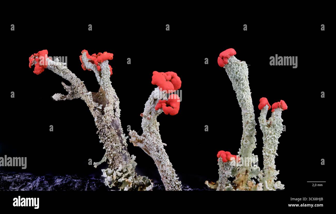 Apothecia und hellrote Pycnidien (Frittierkörper) der bengalischen Matchflechte (Cladonia florekeana). Gesammelt in Hidra (Agder) im Südwesten Norwegens. Stockfoto