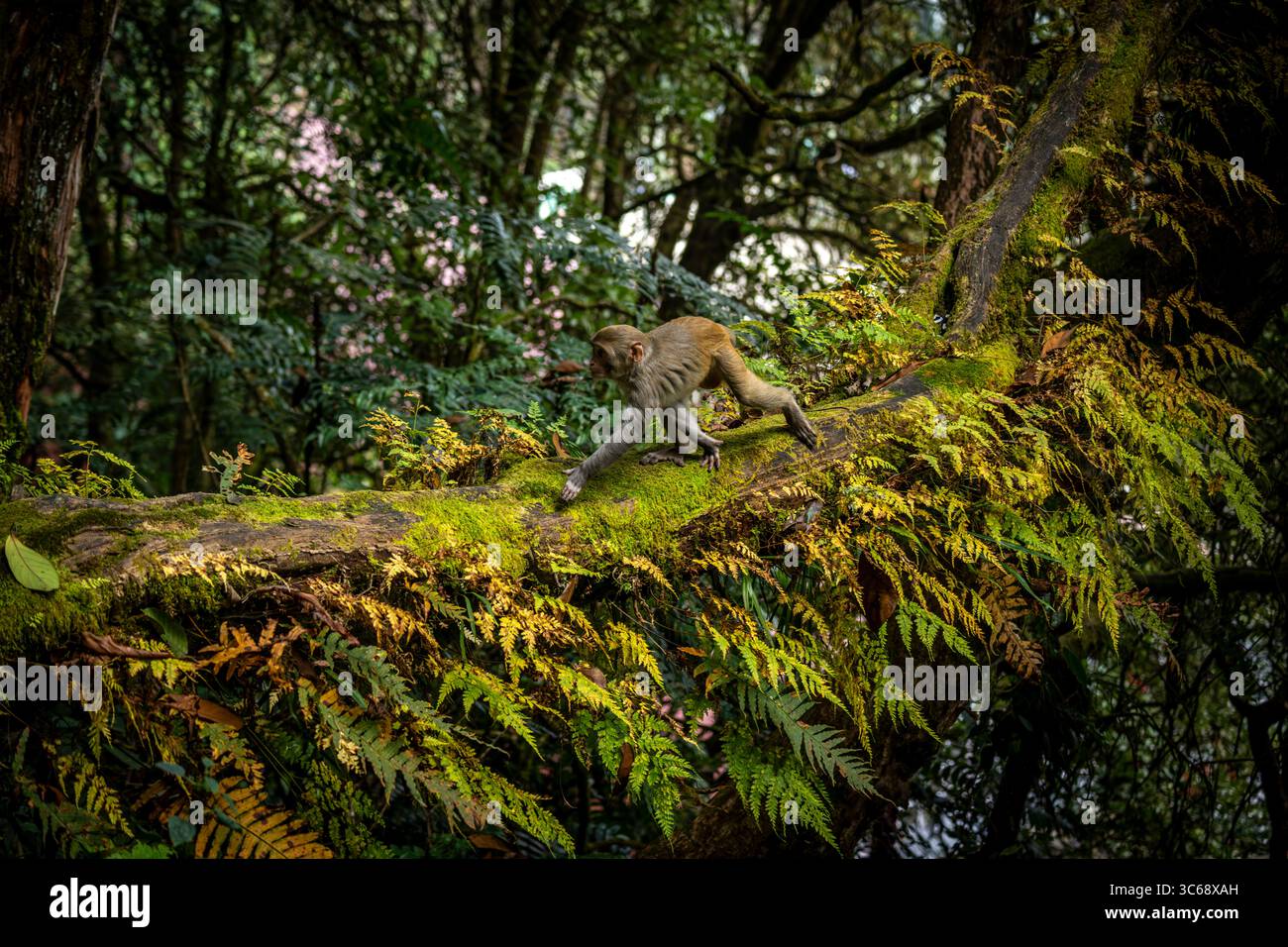 Ein junger Makaken läuft in Darjeeling, Westbengalen, Indien, durch einen Baumstamm Stockfoto