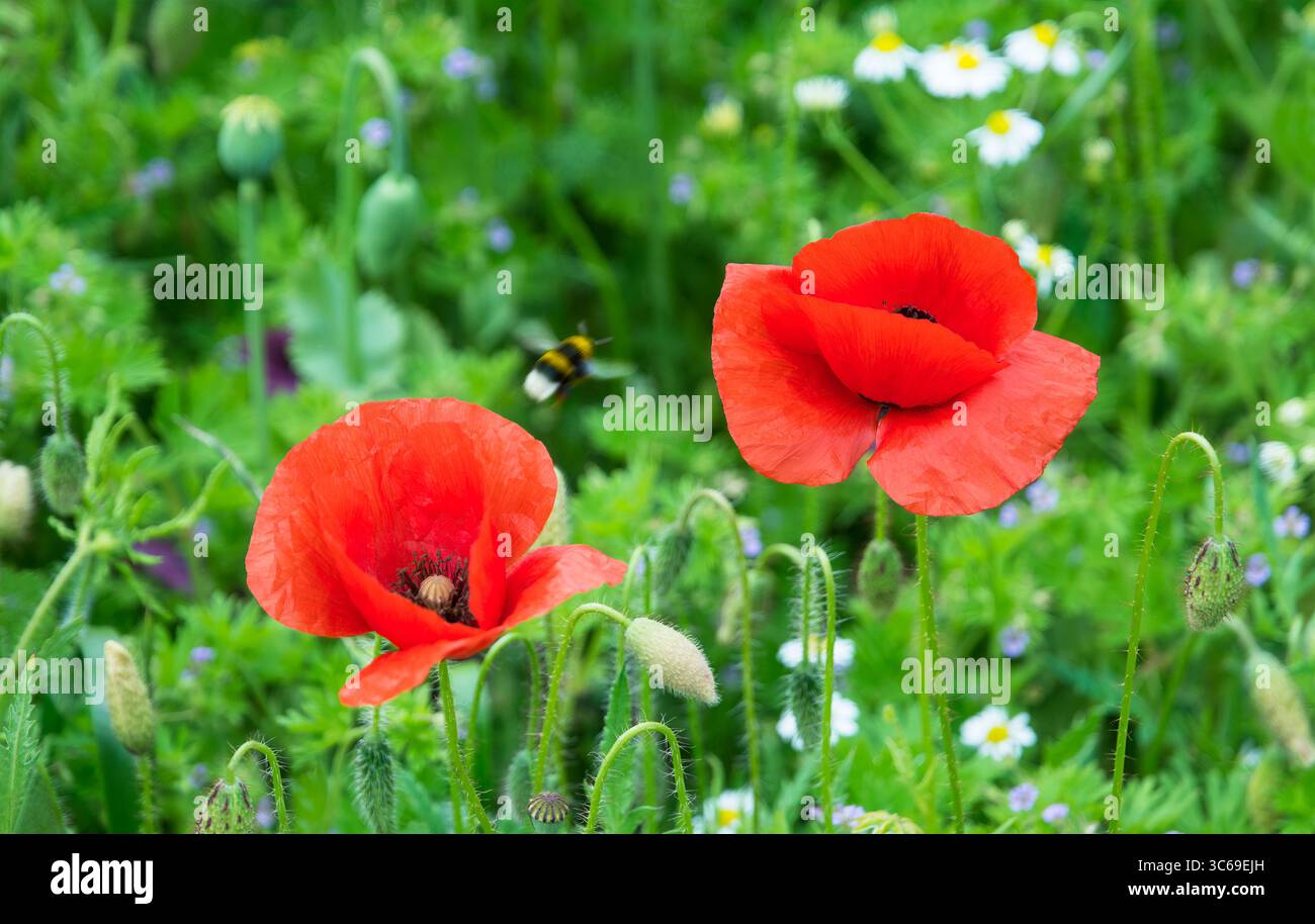 Rote Mohnblumenköpfe und fliegende Hummeln. Papaver Rhoeas. Nahaufnahme schöne zerbrechliche Maisrosen Blüten, Knospen, Kapseln auf grüner Frühlingswiese. Stockfoto