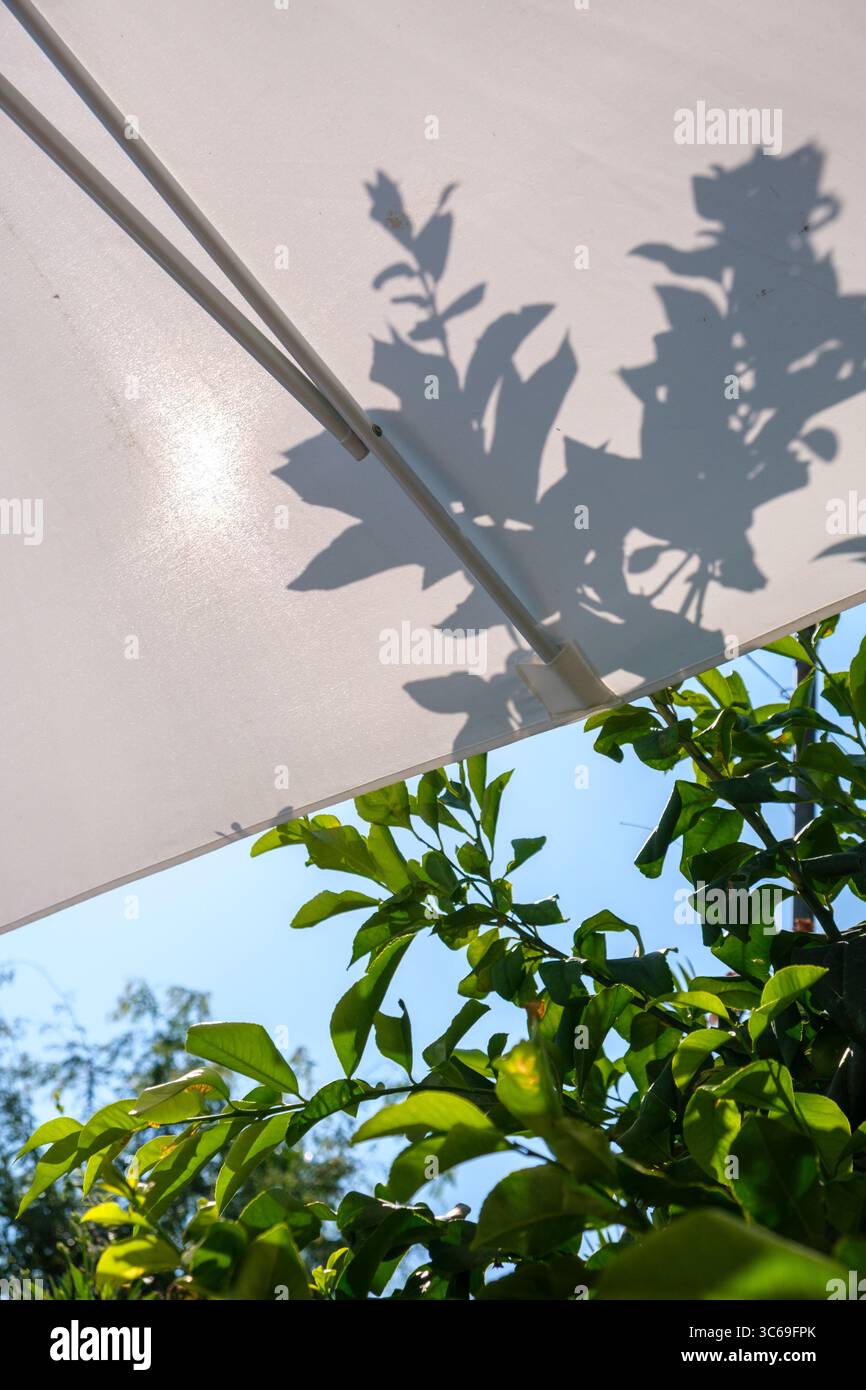 Eine weiße Markise oder ein Sonnenschirm spenden Schatten in einem heißen Land mit Palmen und Vegetation. Stockfoto