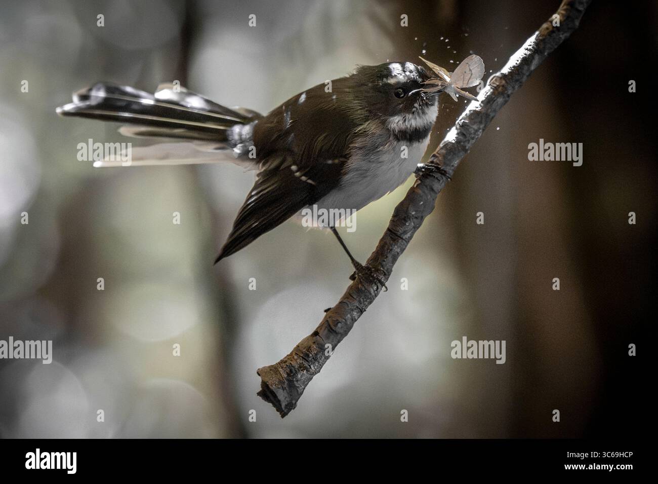 Ein Fantail mit Insektenmahlzeit, Puketi Forest, Northland, Neuseeland Stockfoto