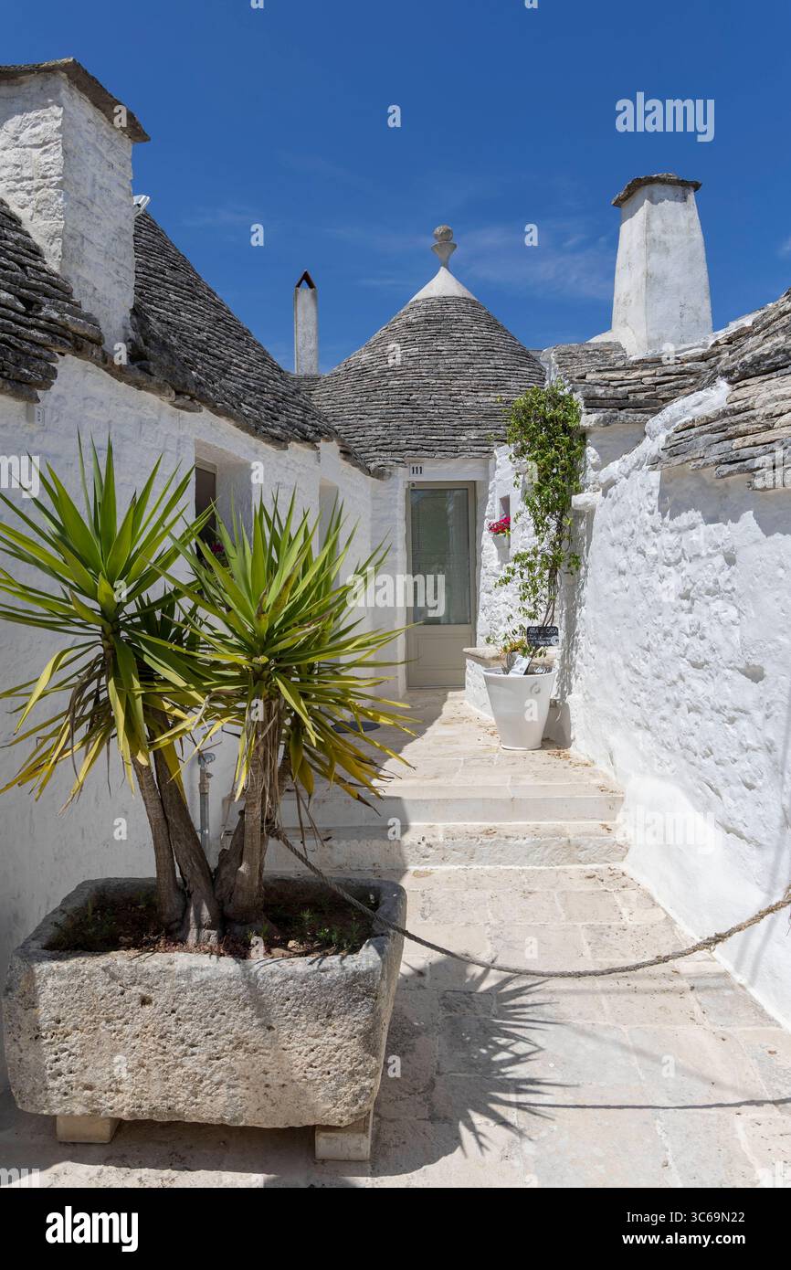 Alberobello in Italien. 22.06.2025, EU, ITA, Italien, Apulien, Basilikata, Alberobello: traditionelle Trulli Häuser. Seit 1996 gehören sie zum UNESCO-Welterbe. EU, ITA, Italien, Apulien, Basilicata, Alberobello: traditionelle Trullihäuser. Sie gehören seit 1996 zum UNESCO-Weltkulturerbe. Stockfoto