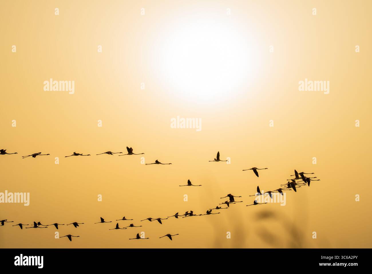Flamingos fliegen bei Sonnenuntergang in Silhouette Stockfoto